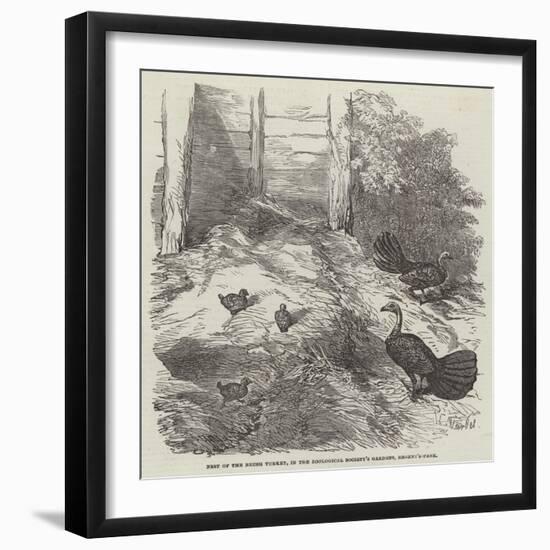 Nest of the Brush Turkey, in the Zoological Society's Gardens, Regent'S-Park-Harrison William Weir-Framed Giclee Print