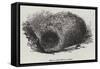 Nest of the Menura Alberti-null-Framed Stretched Canvas