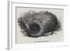 Nest of the Menura Alberti-null-Framed Giclee Print