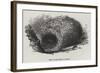 Nest of the Menura Alberti-null-Framed Giclee Print