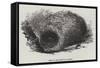 Nest of the Menura Alberti-null-Framed Stretched Canvas