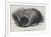 Nest of the Menura Alberti-null-Framed Giclee Print