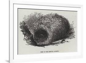 Nest of the Menura Alberti-null-Framed Giclee Print