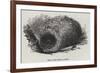 Nest of the Menura Alberti-null-Framed Giclee Print
