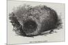 Nest of the Menura Alberti-null-Mounted Giclee Print