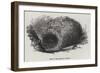 Nest of the Menura Alberti-null-Framed Giclee Print