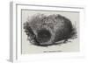 Nest of the Menura Alberti-null-Framed Giclee Print