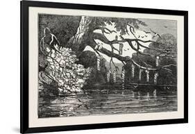 Nest of the Pensile Grosbeak, (Loxia Pensilis)-null-Framed Giclee Print