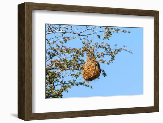 Nest Weaver Bird on Branch-phodo-Framed Photographic Print