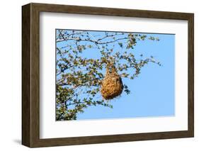 Nest Weaver Bird on Branch-phodo-Framed Photographic Print