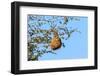 Nest Weaver Bird on Branch-phodo-Framed Photographic Print