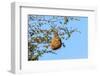 Nest Weaver Bird on Branch-phodo-Framed Photographic Print