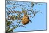 Nest Weaver Bird on Branch-phodo-Mounted Photographic Print