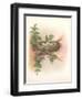 Nest with Spotted Eggs-null-Framed Art Print