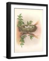 Nest with Spotted Eggs-null-Framed Art Print