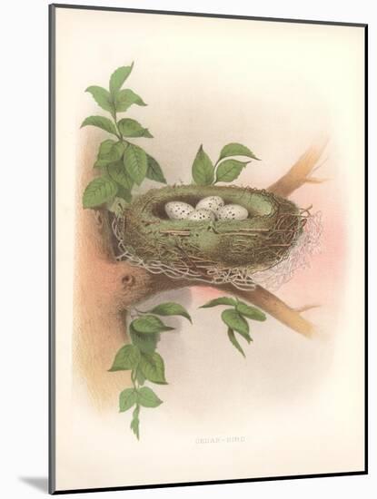 Nest with Spotted Eggs-null-Mounted Art Print
