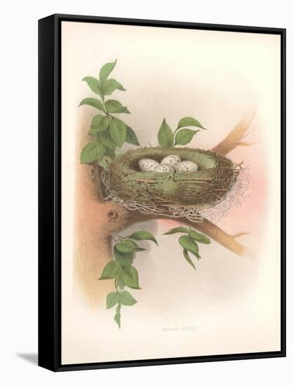 Nest with Spotted Eggs-null-Framed Stretched Canvas