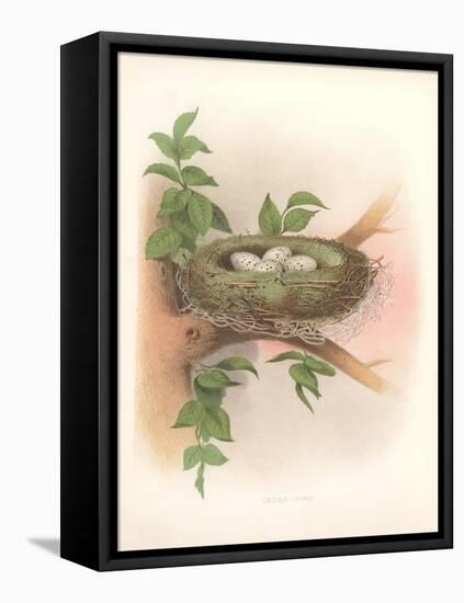 Nest with Spotted Eggs-null-Framed Stretched Canvas