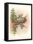 Nest with Spotted Eggs-null-Framed Stretched Canvas