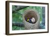 Nest-Tina Palmer-Framed Giclee Print