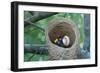 Nest-Tina Palmer-Framed Giclee Print