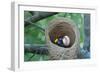 Nest-Tina Palmer-Framed Giclee Print