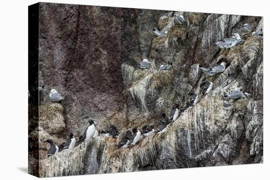 Nesting Black-Legged Kittiwakes (Rissa Tridactyla Tridactyla)-Gabrielle and Michel Therin-Weise-Stretched Canvas