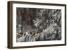 Nesting Black-Legged Kittiwakes (Rissa Tridactyla Tridactyla)-Gabrielle and Michel Therin-Weise-Framed Photographic Print