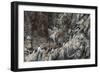 Nesting Black-Legged Kittiwakes (Rissa Tridactyla Tridactyla)-Gabrielle and Michel Therin-Weise-Framed Photographic Print