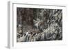 Nesting Black-Legged Kittiwakes (Rissa Tridactyla Tridactyla)-Gabrielle and Michel Therin-Weise-Framed Photographic Print