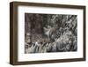 Nesting Black-Legged Kittiwakes (Rissa Tridactyla Tridactyla)-Gabrielle and Michel Therin-Weise-Framed Photographic Print