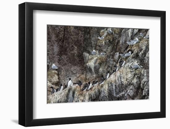 Nesting Black-Legged Kittiwakes (Rissa Tridactyla Tridactyla)-Gabrielle and Michel Therin-Weise-Framed Photographic Print