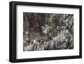 Nesting Black-Legged Kittiwakes (Rissa Tridactyla Tridactyla)-Gabrielle and Michel Therin-Weise-Framed Photographic Print