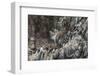 Nesting Black-Legged Kittiwakes (Rissa Tridactyla Tridactyla)-Gabrielle and Michel Therin-Weise-Framed Photographic Print