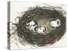 Nesting Eggs II-Samuel Dixon-Stretched Canvas