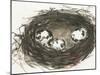 Nesting Eggs II-Samuel Dixon-Mounted Art Print