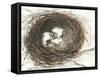 Nesting Eggs III-Samuel Dixon-Framed Stretched Canvas