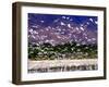 Nesting Egrets at Lago Enriquillo, Dominican Republic, Caribbean-Greg Johnston-Framed Premium Photographic Print