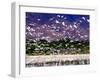 Nesting Egrets at Lago Enriquillo, Dominican Republic, Caribbean-Greg Johnston-Framed Premium Photographic Print