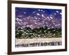 Nesting Egrets at Lago Enriquillo, Dominican Republic, Caribbean-Greg Johnston-Framed Photographic Print