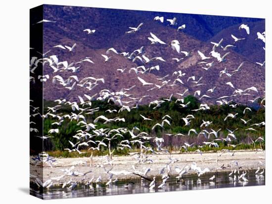 Nesting Egrets at Lago Enriquillo, Dominican Republic, Caribbean-Greg Johnston-Stretched Canvas