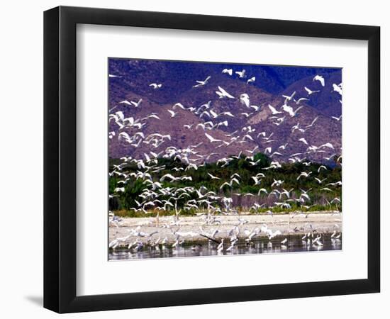 Nesting Egrets at Lago Enriquillo, Dominican Republic, Caribbean-Greg Johnston-Framed Photographic Print