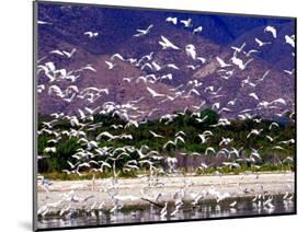 Nesting Egrets at Lago Enriquillo, Dominican Republic, Caribbean-Greg Johnston-Mounted Photographic Print