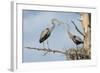 Nesting Great Blue Herons Passing Nest Material to Each Other-Sheila Haddad-Framed Photographic Print