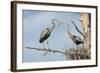Nesting Great Blue Herons Passing Nest Material to Each Other-Sheila Haddad-Framed Photographic Print