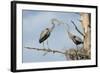 Nesting Great Blue Herons Passing Nest Material to Each Other-Sheila Haddad-Framed Photographic Print