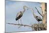 Nesting Great Blue Herons Passing Nest Material to Each Other-Sheila Haddad-Mounted Photographic Print