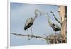 Nesting Great Blue Herons Passing Nest Material to Each Other-Sheila Haddad-Framed Photographic Print