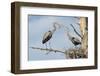 Nesting Great Blue Herons Passing Nest Material to Each Other-Sheila Haddad-Framed Photographic Print