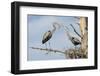 Nesting Great Blue Herons Passing Nest Material to Each Other-Sheila Haddad-Framed Photographic Print